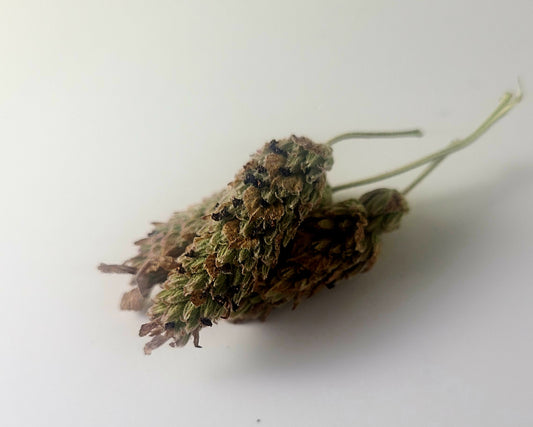 Lavender Buds