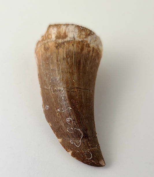 Mosasaurus Tooth