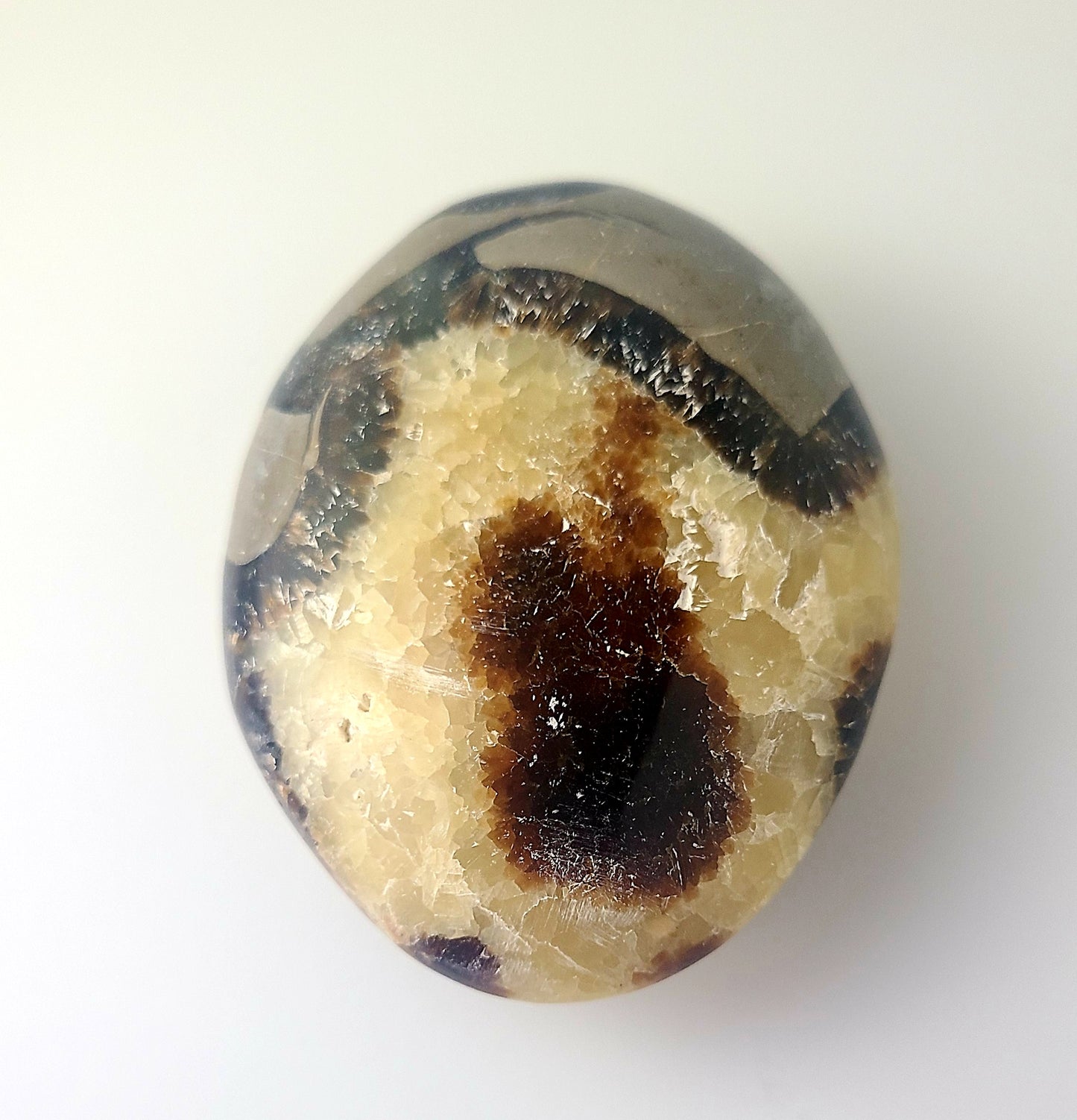 Septarian Palm Stone