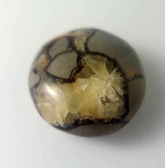 Septarian Palm Stone