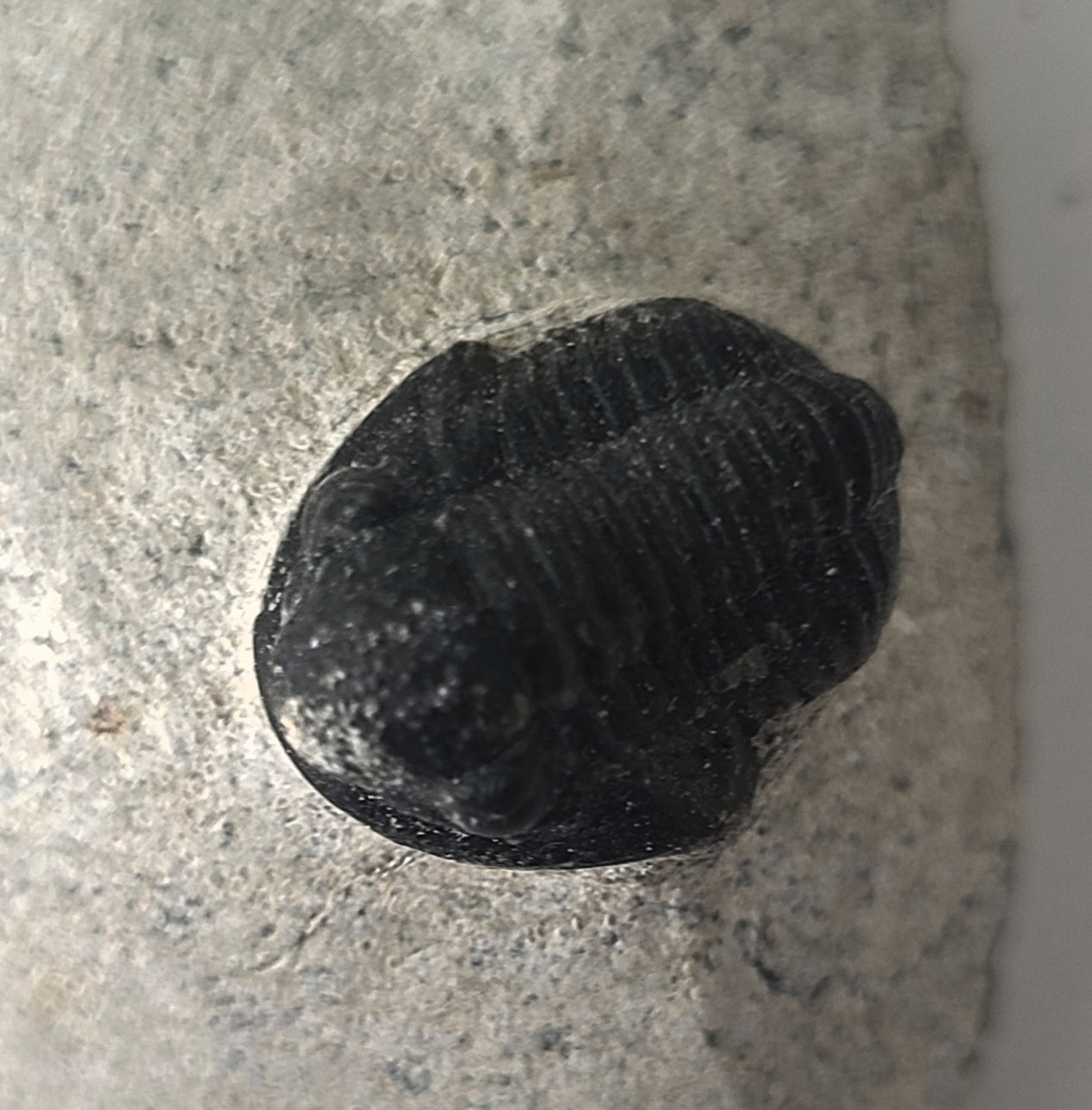 Trilobite Fossil