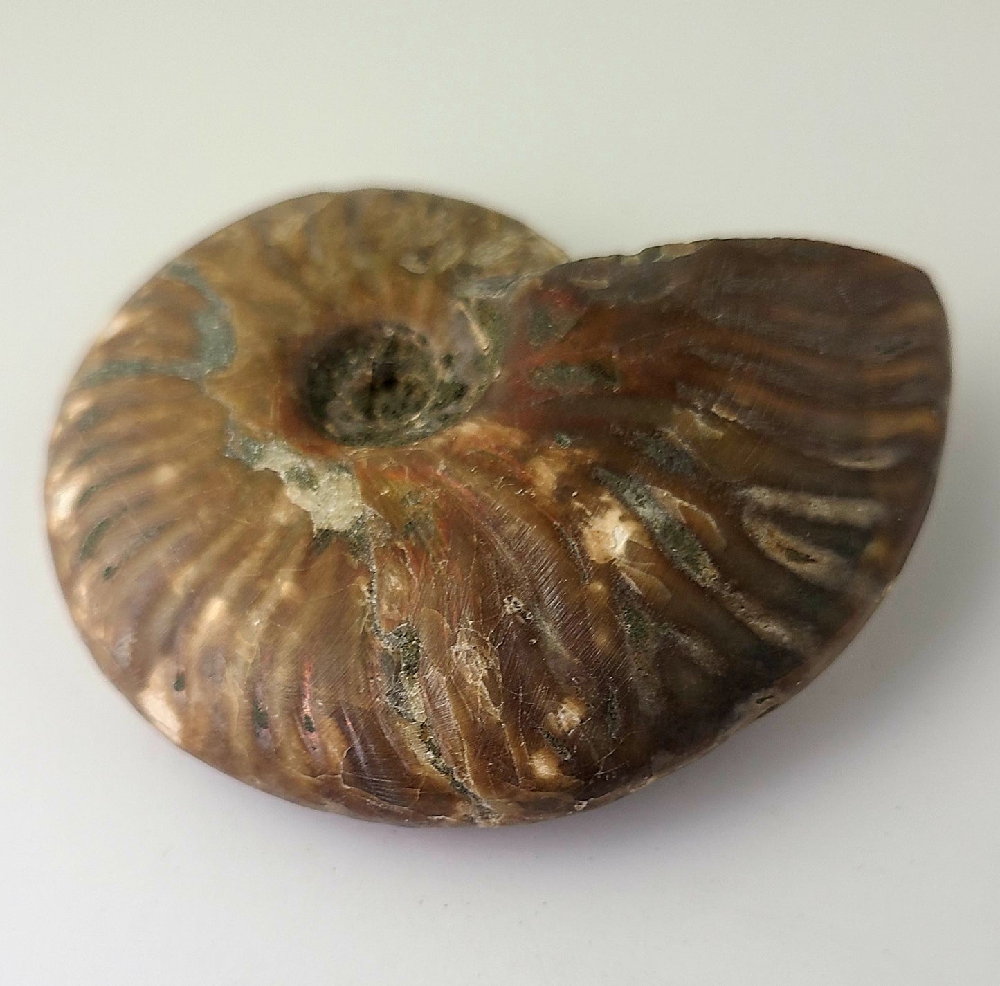 Whole Red Ammonite